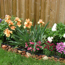 iris garden