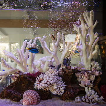Saltwater Aquarium