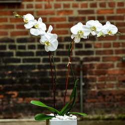Home Orchids 2017 - Plants