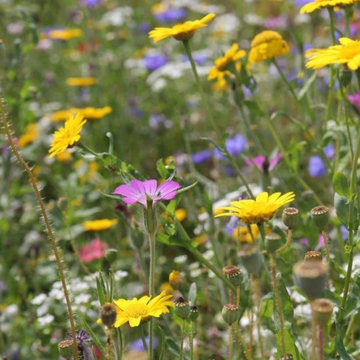 Annual Meadow Seed Mixes