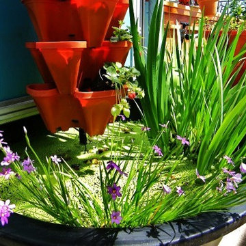 Vertical Growing with Aquaponics