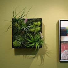 air plant art