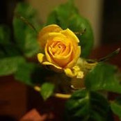 Fiona Ness's photo
