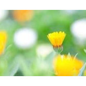 Foto von Doan Huong