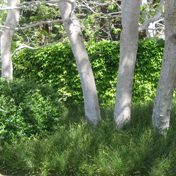 Padaro Lane