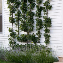 Front of house landscaping
