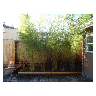 Bamboo Privacy Screening in Belmont, Ca. - Modern - Landscape - San  Francisco - by Bamboo Sourcery Nursery & Gardens | Houzz