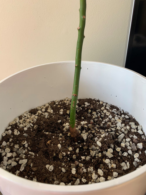 Help! My avocado tree is dying and I don't know why!