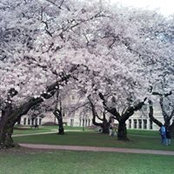 Amy Yang's photo