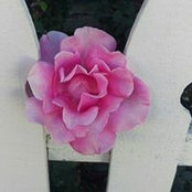 Kimberly Page's photo