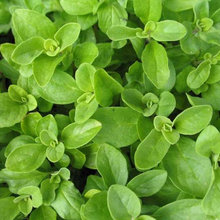 Herb Garden Essentials: Grow Your Own Oregano and Marjoram