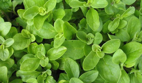 Herb Garden Essentials: Grow Your Own Oregano and Marjoram