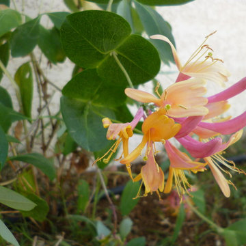 Un coin repas dans le jardin
