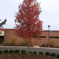 Misc. Trees - Products
