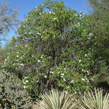 Southwestern Plants
