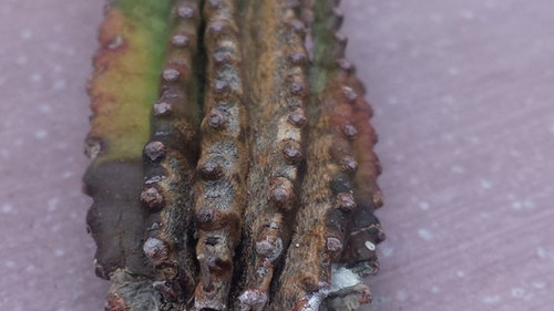 Cactus Log Rooting Rooting Cactus Timeline