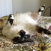Katie Chesteen's photo