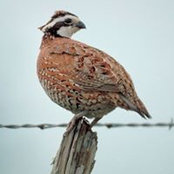Leah Arnold's photo