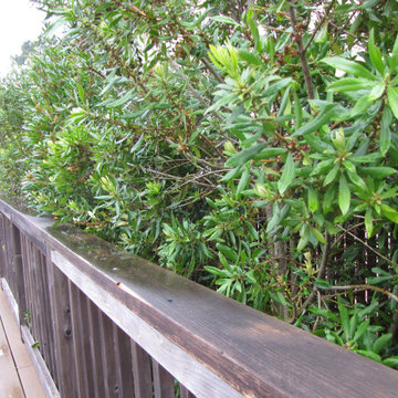 San Bruno Native Lawn Replacement