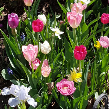 Heritage Bulb Garden in the Glebe