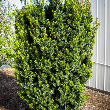 Hicks Yew - Taxus x media 'Hicksii'