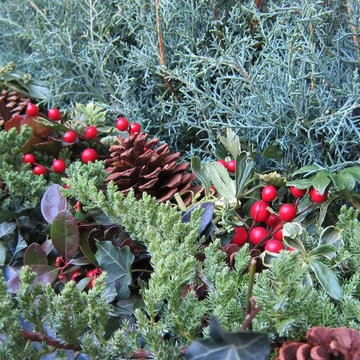 Christmas window boxes in Brooklyn