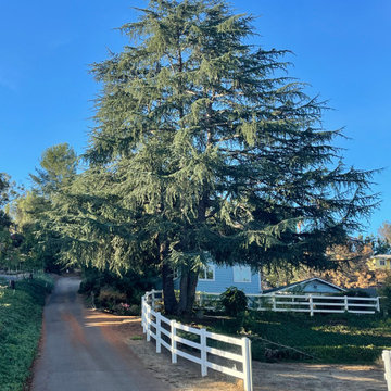 Tree Care