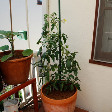 Growing Tomatoes in Containers