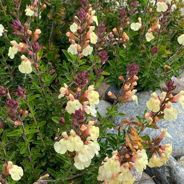 Salvia Golden Girl