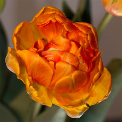 Tulip Study #4 - Fine Art Prints