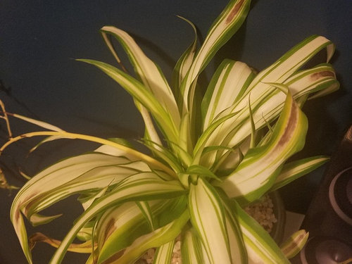 Spider Plant Leaves Browning in Middle?