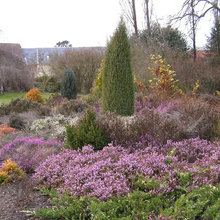 Heather/conifer bed