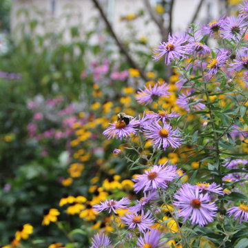 Native Plant Gardens