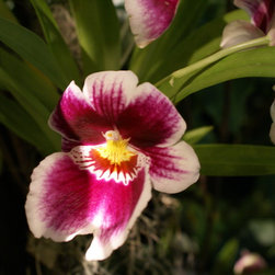 orchids - Products
