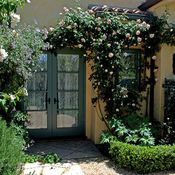 My Favorite Roses