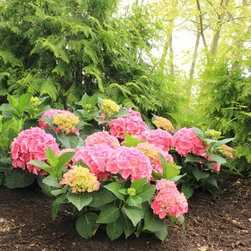 Cityline&reg; Vienna Bigleaf Hydrangea - Plants