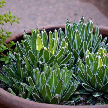Southwestern Plants