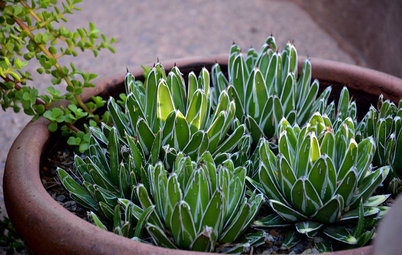 10 Small-Scale Agaves Just Right for Containers