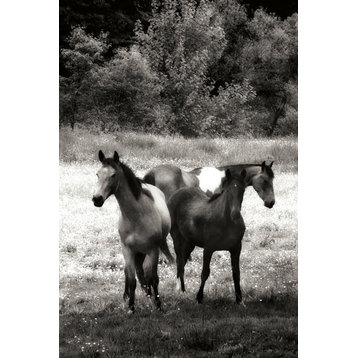 Fine Art Photograph, The Horses Three I , Fine Art Paper Giclee