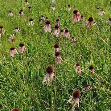 Pale Purple Coneflower