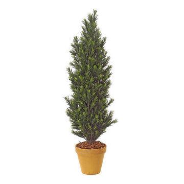 FA_PODOCARPUS 5_744