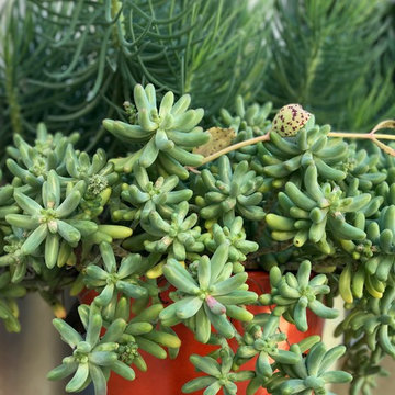 Potted Plants