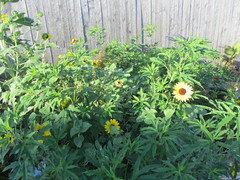 Is There Any Way To Kill Ragweed Bottom Larger Leaves Have Five Lobes And Smaller In The Top 3