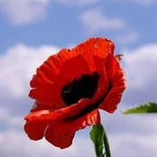 Phyllis Erlandson's photo