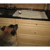 Lisa Bickoff's photo