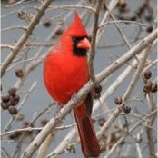 Foto von Beverly Peck
