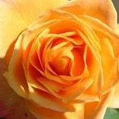 Dianne Morelli's photo