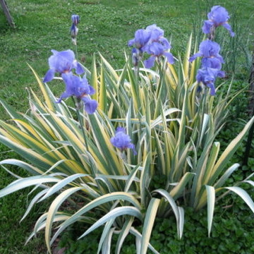 Iris Variegata