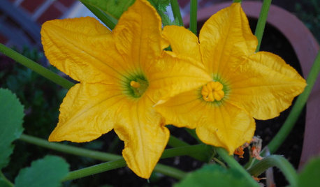 Summer Crops: How to Grow Squash
