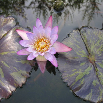 Bel Air Garden